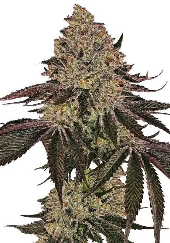 Lemon Cherry Palms