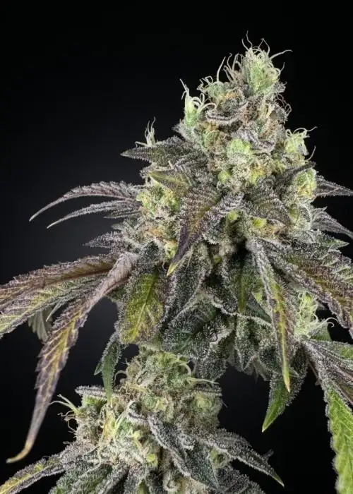 Lemon Cherry Zeelosa