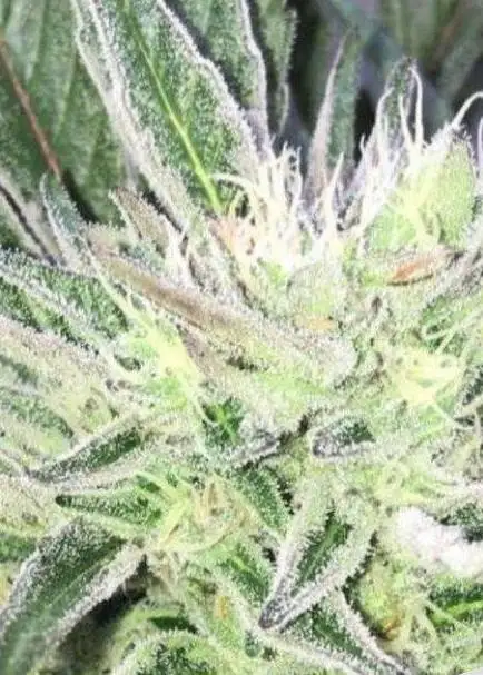 Randy Marsh Jungle Edition