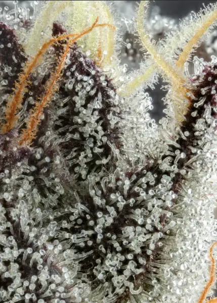 Mississippi Half Step