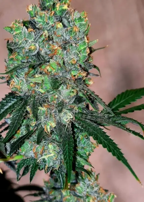 Solfire's Banana Runtz