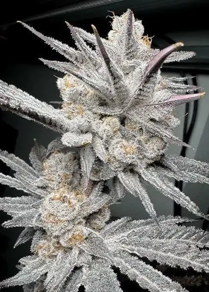 Trich Beast