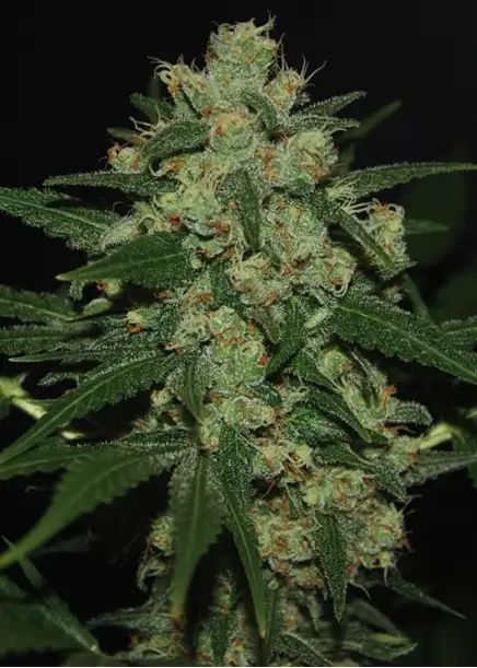 Afghani Hawaiian