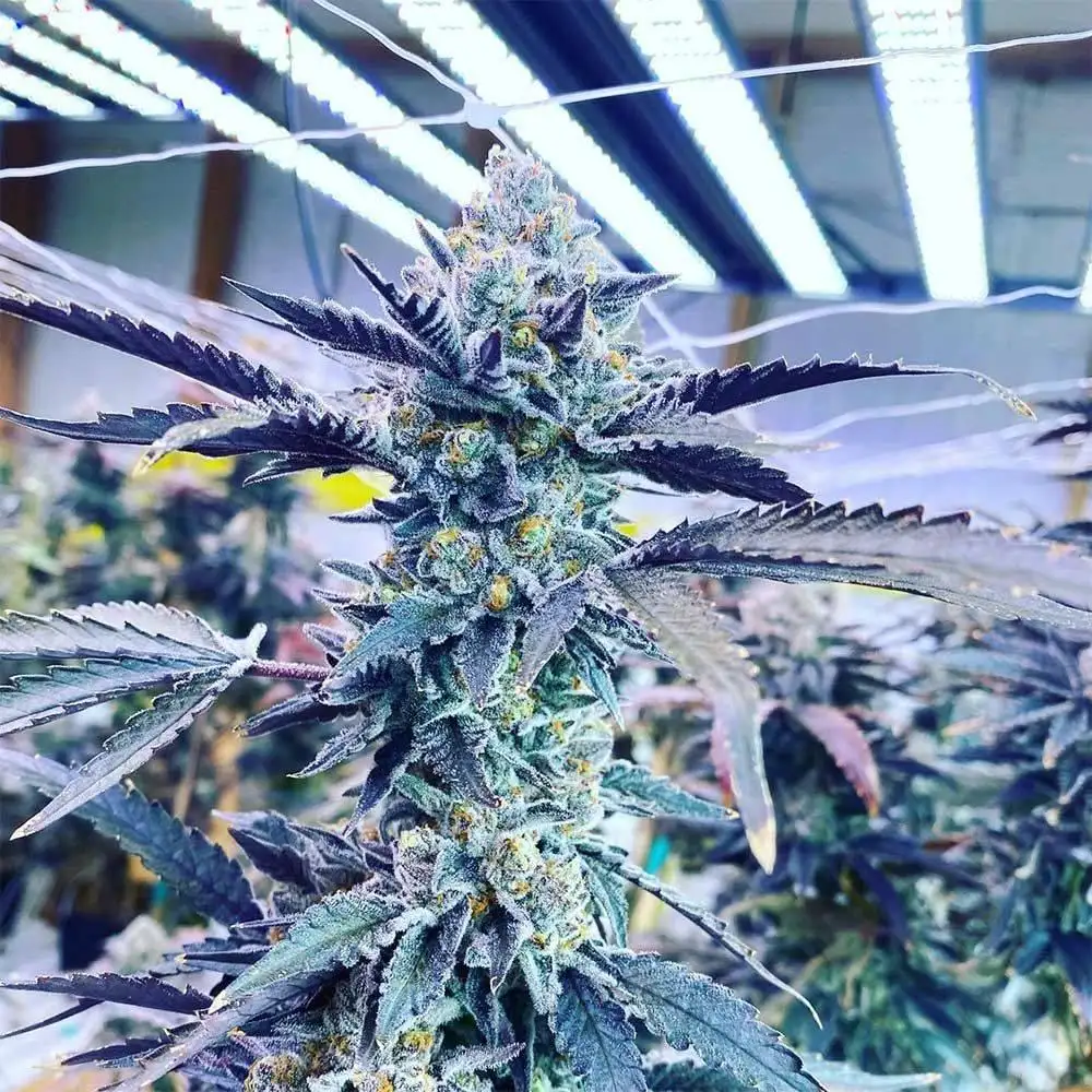Kiyomi Seeds by Symbiotic Genetics - GrowDiaries