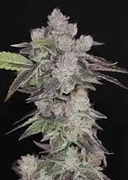 Humboldt Afghani V.2