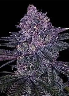 Purple Papaya Runtz