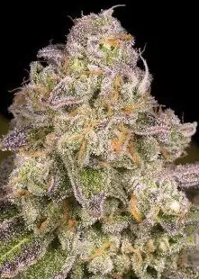 Rainbow Belts 3.0 V2