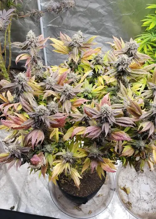 Modified Banana Pebbles