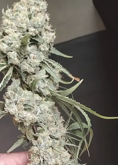 Rotten Fruit Cocktail