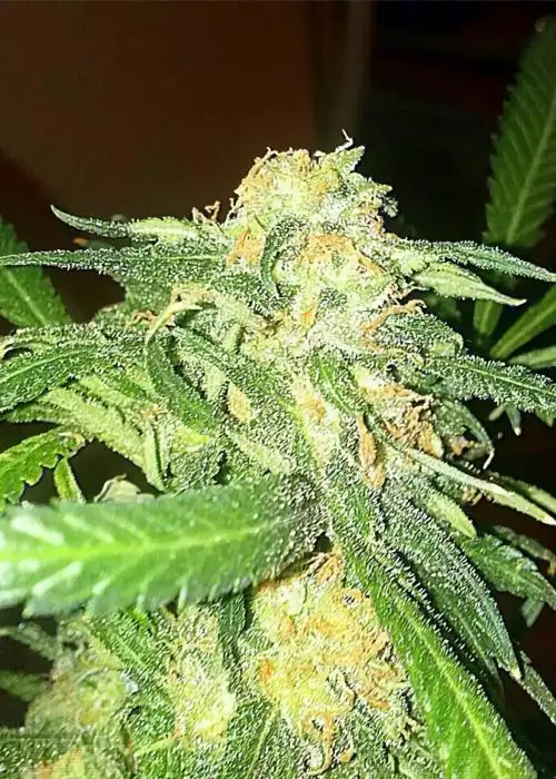 Jack Herer Reg