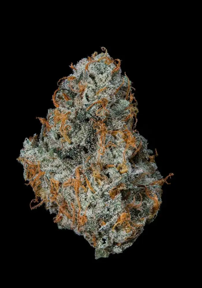 Fruit Fuel