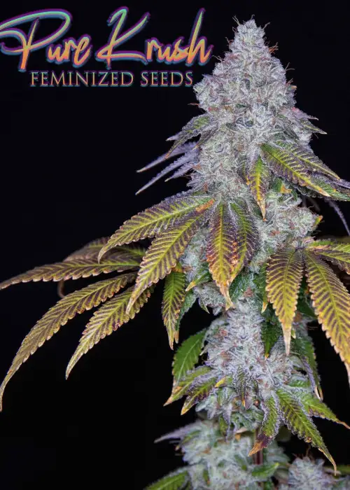 Pure Krush