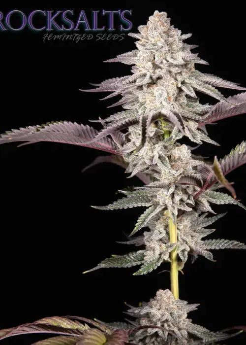 Rocksalts