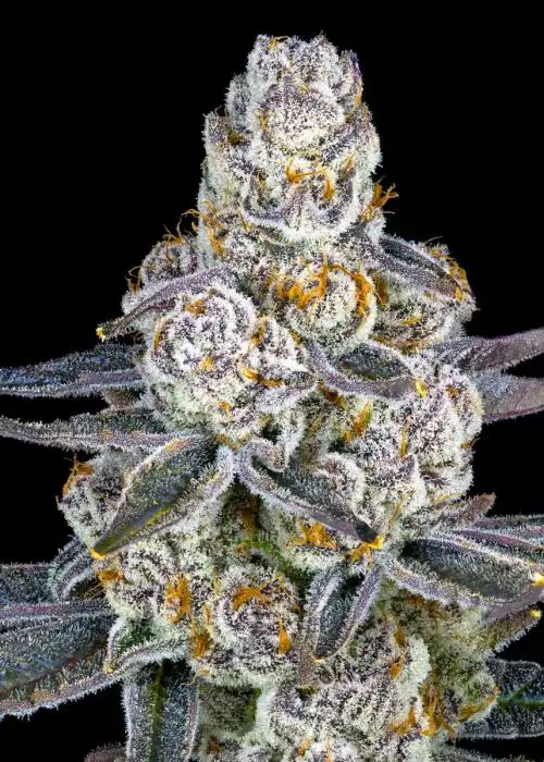 Honey Lemon Hibiscus