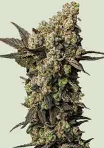 Astro Lemonade F1