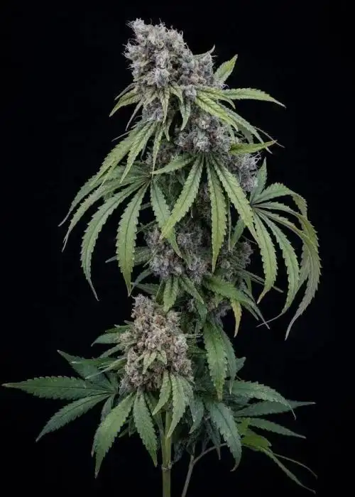 Papaya Fuel