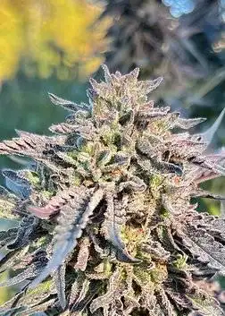 Apricot Vanilla Frosting