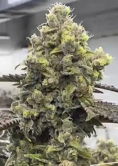 Blueberry MAC Muffin