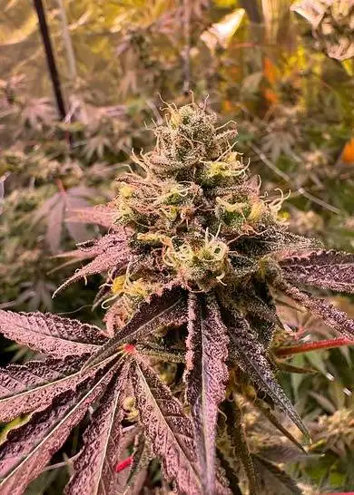 Miracle Apple Custard