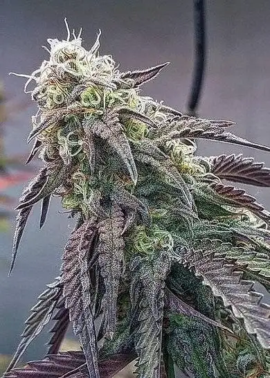 Miracle Vanilla Frosting