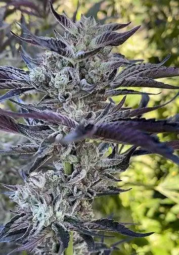 Garlic Cream Cheese