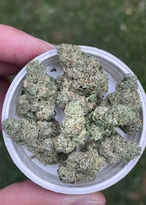 Grapefruit GAS