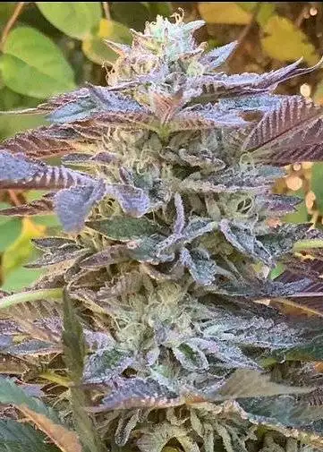 Humboldt Frost