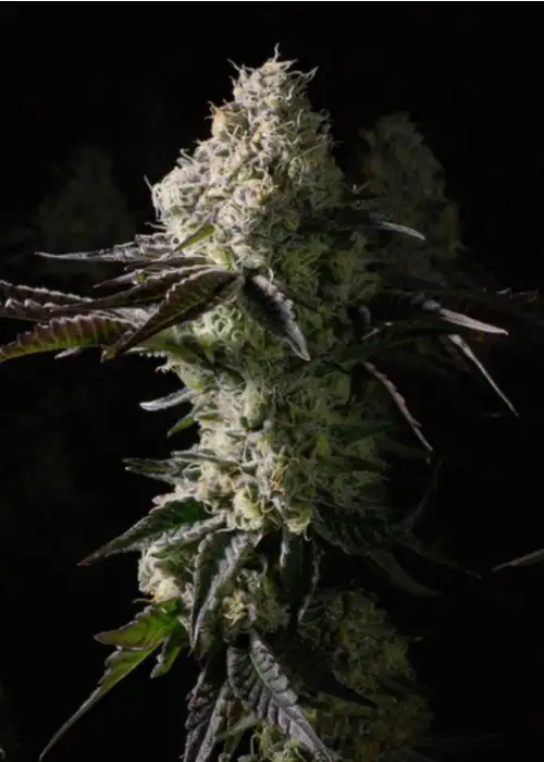 Afternoon Delight #4