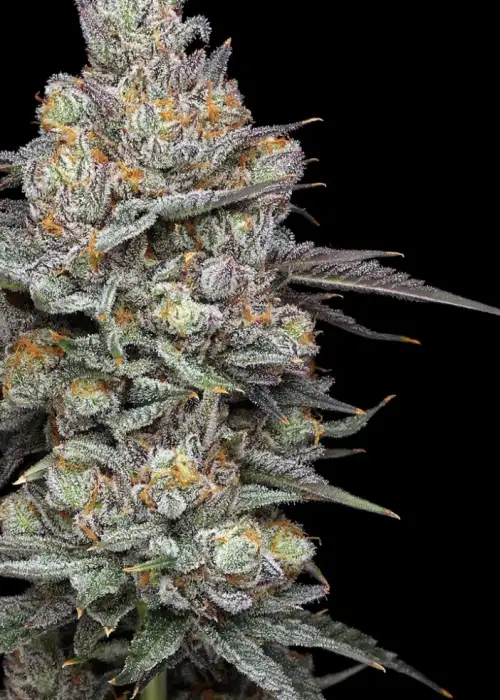 Glazed Apricot Gelato