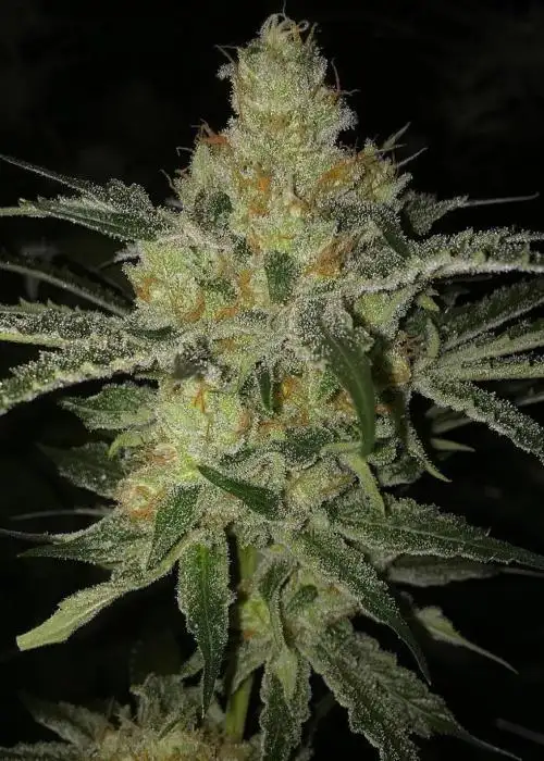 Tangie Land