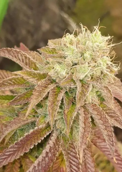 Frosted Jungle