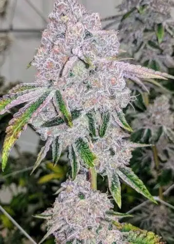 Octane Mint Sorbet Regular