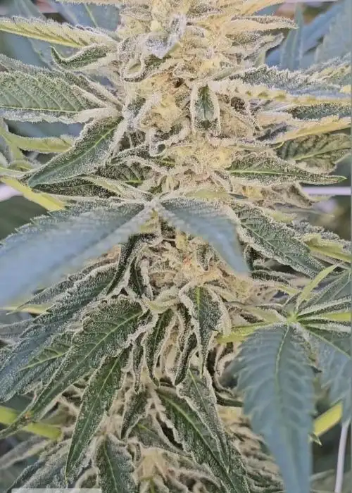 Tangerine Terror