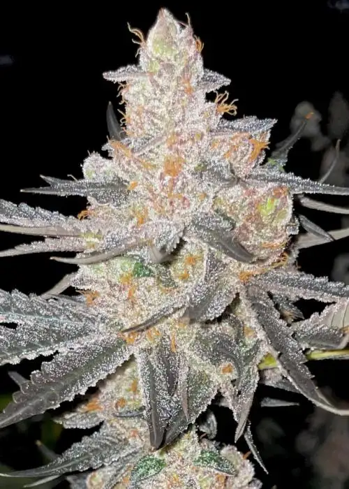 Vader’s Starkiller