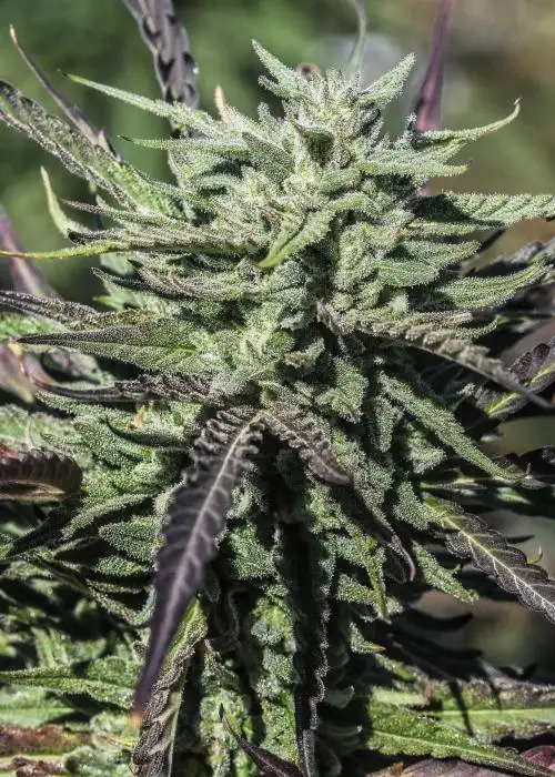 Super Sour Space Candy