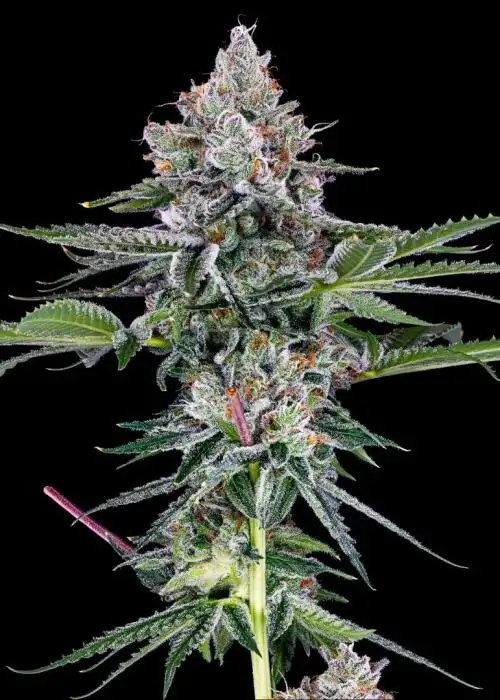 Phinest Cap City Kush