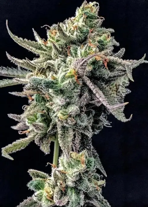 Peanut Butter Crunch