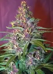 Purple Voodoo