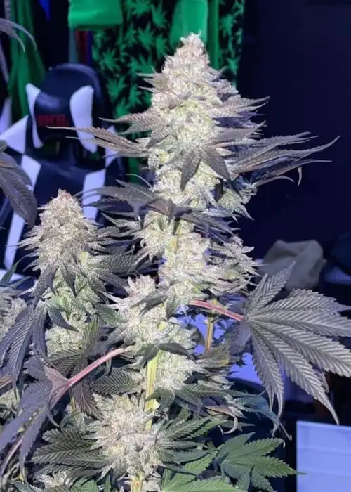 White Diamonds by Raw Genetics