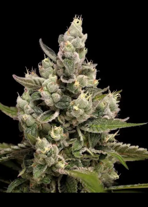 Apples ‘n’ Afghani