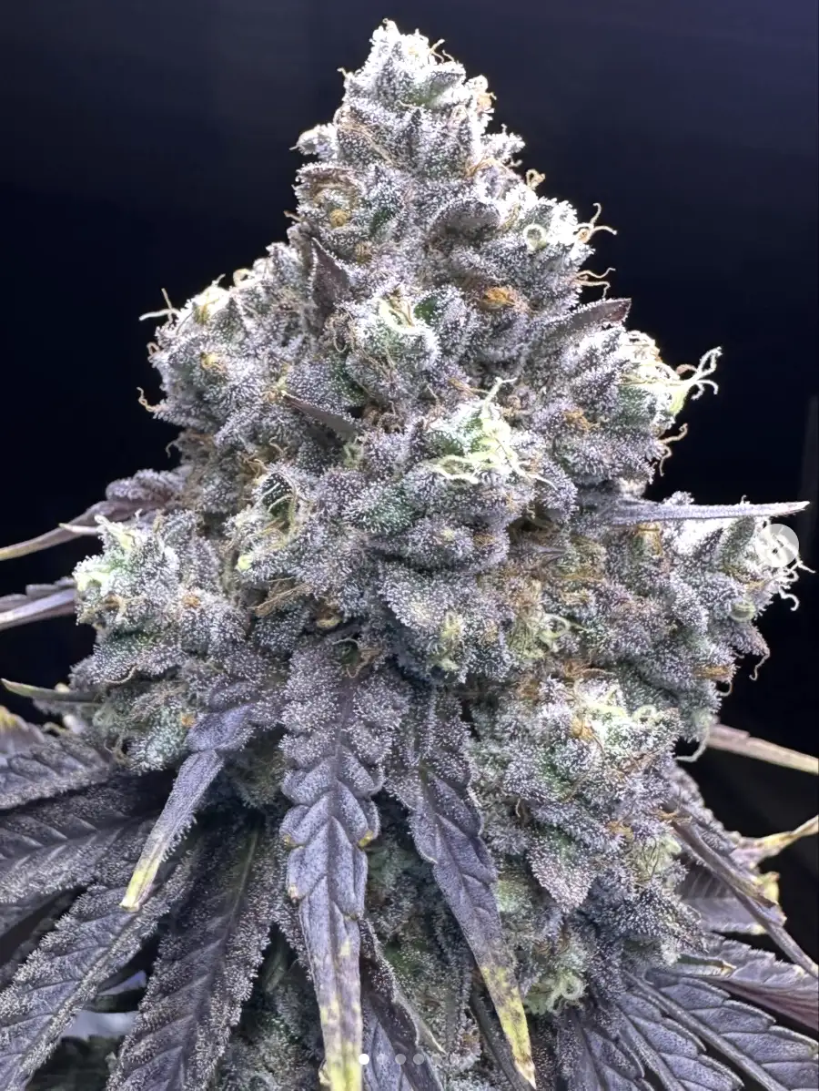 Kiyomi Seeds by Symbiotic Genetics - GrowDiaries