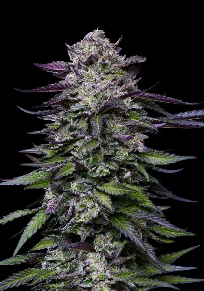 Candy Hustle