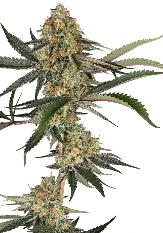 Super Lemon Cherry