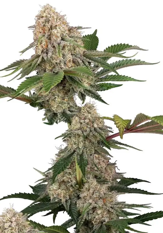 Sticky Berry Mints XXL