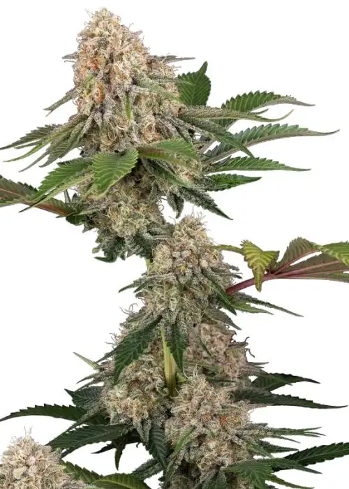 Sticky Berry Mints XXL