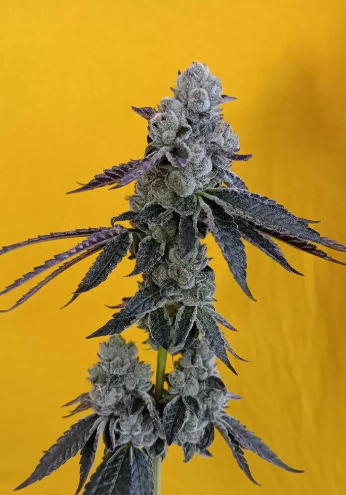 Ocean Rosa