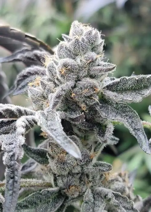 Wet Wet by Pheno Addicts