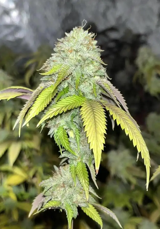 OG Kiss Regular
