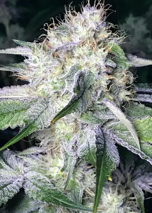 Lumpy Space Princess