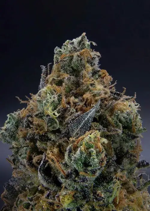 Gas Breath